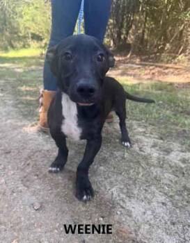 Weenie -  Basset Hound and Labrador Retriever Dog for Adoption in Washington, Georgia - Weenie | PetCurious