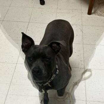Chica -  Mixed Breed Dog for Adoption in Davenport, Iowa - Chica | PetCurious