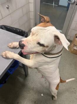 JAM -  Mixed Breed Dog for Adoption in Dallas, Texas - JAM | PetCurious