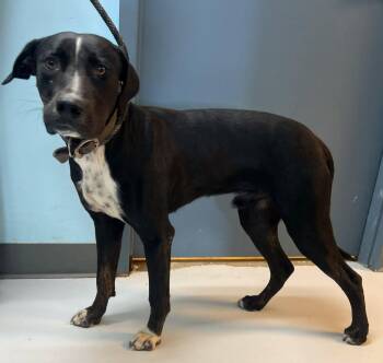 Wizard -  Labrador Retriever and Collie Dog for Adoption in Pryor, Oklahoma - Wizard | PetCurious