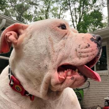 Truffles the Porkchop Express -  American Staffordshire Terrier and Mixed Breed Dog for Adoption in Durham, North Carolina - Truffles The Porkchop Express | PetCurious