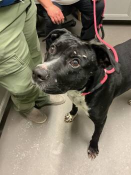 Mixed Breed Dogs Available for Adoption in Dyersburg, Tennessee - Brutis | PetCurious