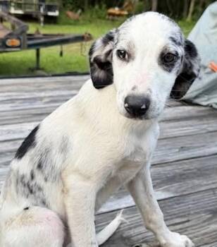 Bloom -  Mixed Breed Dog for Adoption in Groveland, Massachusetts - Bloom | PetCurious