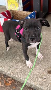 Flossy -  Black Labrador Retriever and American Bulldog Dog for Adoption in Pensacola, Florida - Flossy | PetCurious