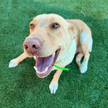 Sunshine -  Yellow Labrador Retriever Dog for Adoption in Idaho Falls, Idaho - Sunshine | PetCurious
