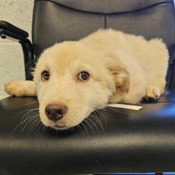 Yellow Labrador Retriever and Great Pyrenees Dogs Available for Adoption in Phoenix, Arizona - Ridge | PetCurious