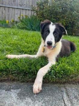 Nova -  Australian Shepherd and Border Collie Dog for Adoption in Malvern, Pennsylvania - Nova | PetCurious