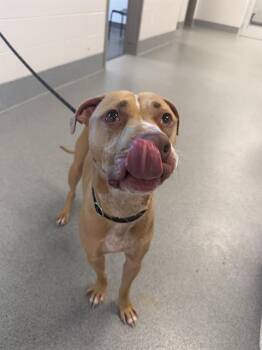 GRAHAM -  Pit Bull Terrier Dog for Adoption in Indianapolis, Indiana - GRAHAM | PetCurious
