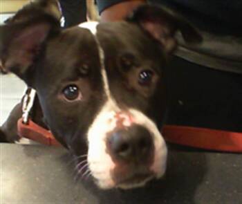 Pit Bull Terrier Dogs Available for Adoption in Charlotte, North Carolina - QUEEN | PetCurious