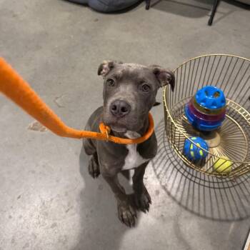 Terrier Dogs Available for Adoption in Tampa, Florida - Sterling | PetCurious