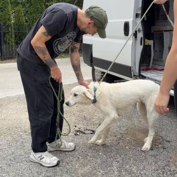 Sheila -  Great Pyrenees and Mixed Breed Dog for Adoption in Chicago, Illinois - Sheila | PetCurious