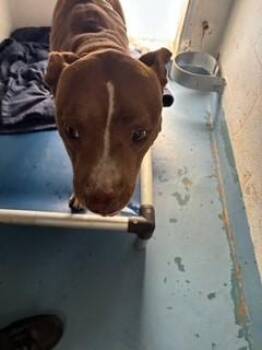 Bling Bling -  American Staffordshire Terrier and Mixed Breed Dog for Adoption in Gainesville, Florida - Bling Bling | PetCurious