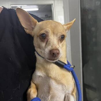 Tilly -  Chihuahua Dog for Adoption in Summerville, South Carolina - Tilly | PetCurious