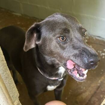 Rescue Labrador Retriever and Terrier Dogs for Adoption in Walden, New York - Royalty | PetCurious