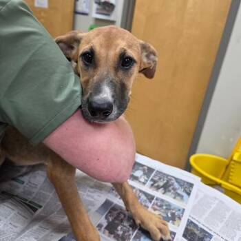 Nani - 071605U -  Mountain Cur and Mixed Breed Dog for Adoption in Tupelo, Mississippi - Nani - 071605U | PetCurious