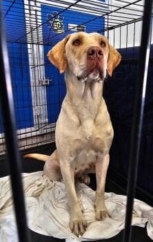 Doddsone / Summer -  Labrador Retriever Dog for Adoption in Broomfield, Colorado - Doddsone / Summer | PetCurious