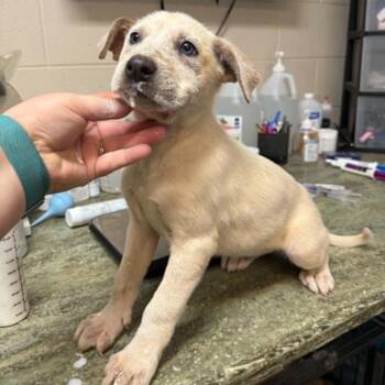 CT Pearl -  Mixed Breed Dog for Adoption in Stormville, New York - CT Pearl | PetCurious