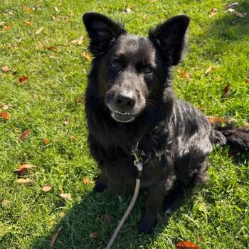 Timber -  Mixed Breed Dog for Adoption in Oshkosh, Wisconsin - Timber | PetCurious