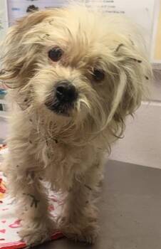 BEBE SNOW -  Mixed Breed Dog for Adoption in Jacksonville, Florida - BEBE SNOW | PetCurious