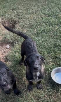 Zuzu -  Shepherd and Black Labrador Retriever Dog for Adoption in Seguin, Texas - Zuzu | PetCurious