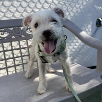Marshall -  Terrier Dog for Adoption in San Diego, California - Marshall | PetCurious