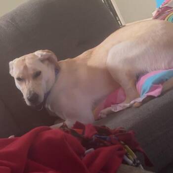 Hound Dogs Available for Adoption in Dayton, Ohio - Miss Ma