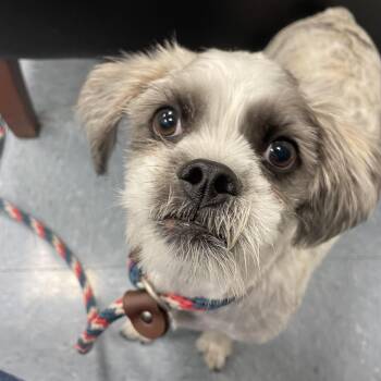 Lhasa Apso and Poodle Dogs Available for Adoption in Hawthorne, California - Lulu | PetCurious
