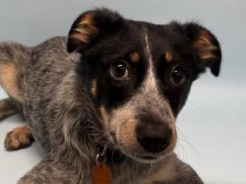 Skylar -  Australian Cattle Dog Blue Heeler and Mixed Breed Dog for Adoption in Minneapolis, Minnesota - Skylar | PetCurious
