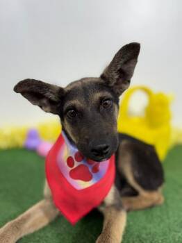 Belgian Shepherd Malinois and German Shepherd Dog Dogs Available for Adoption in Carlsbad, California - Tootsie | PetCurious