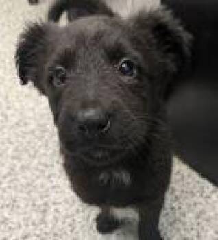 Alonzo -  Flat Coated Retriever and Mixed Breed Dog for Adoption in Morton Grove, Illinois - Alonzo | PetCurious
