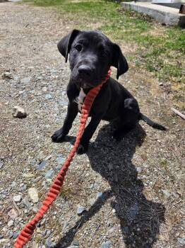 Great Dane and Mastiff Dogs Available for Adoption in Lunenburg, Vermont - Roseann | PetCurious
