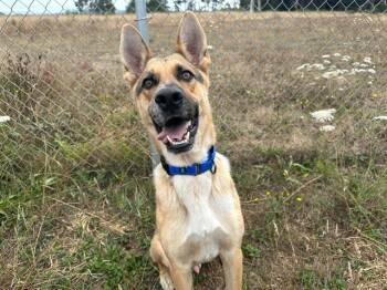 Rescue German Shepherd Dog Dogs for Adoption in Mckinleyville, California - LEO | PetCurious