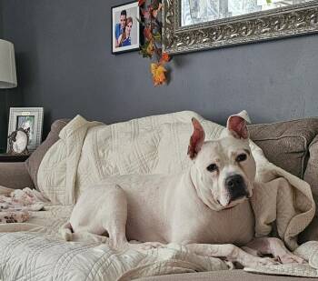 Rescue Pit Bull Terrier Dogs for Adoption in Voorhees Township, New Jersey - Molly | PetCurious