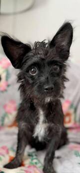 Scottish Terrier and Cairn Terrier Dogs Available for Adoption - Molly | PetCurious