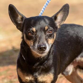 Rescue Chiweenie Dogs for Adoption in Lambertville, New Jersey - Bennett | PetCurious