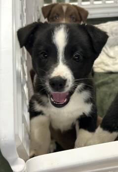 Siberian Husky Dogs Available for Adoption - Aries | PetCurious