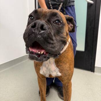 Nalah -  Boxer Dog for Adoption in Abilene, Texas - Nalah | PetCurious