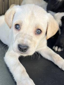 Rescue Husky and Mixed Breed Dogs for Adoption in Gilbert, South Carolina - Hadley | PetCurious