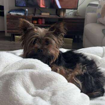 Dayshon -  Yorkshire Terrier Dog for Adoption in Columbia, South Carolina - Dayshon | PetCurious