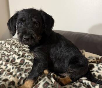 Leon -  Retriever and Hound Dog for Adoption in Minneapolis, Minnesota - Leon | PetCurious