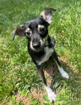 Tubby -  Terrier and Mixed Breed Dog for Adoption in Hamden, Connecticut - Tubby | PetCurious
