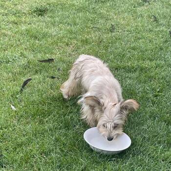 Snack- Patient Dog Experienced Foster Needed -  Yorkshire Terrier and Papillon Dog for Adoption in Kirkland, Washington - Snack- Patient Dog Experienced Foster Needed | PetCurious