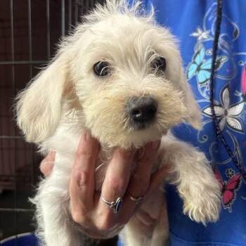 Maltipoo Dogs Available for Adoption in Vacaville, California - POPPY | PetCurious