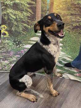 Dax -  Hound Dog for Adoption in Salem, Oregon - Dax | PetCurious
