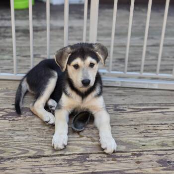Abby -  German Shepherd Dog and Mixed Breed Dog for Adoption in Blairstown, New Jersey - Abby | PetCurious
