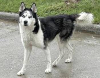 Husky Dogs Available for Adoption in Houston, Texas - A654757 | PetCurious