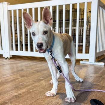 Pit Bull Terrier Dogs Available for Adoption in Parker, Colorado - 615 (2026) Tucker | PetCurious