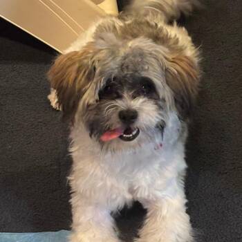Jett -  Shih Tzu and Cockapoo Dog for Adoption - Jett | PetCurious
