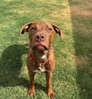 Camp -  Pit Bull Terrier Dog for Adoption in Watertown, Connecticut - Camp | PetCurious