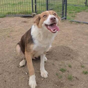 Australian Shepherd Dogs Available for Adoption - CT Roxy | PetCurious